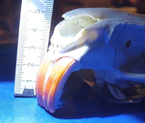 Rattenbiss/ Nutria-Beitrag-Bild