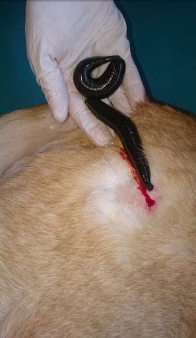 Blutegeltherapie - habt ihr Erfahrung damit?-Beitrag-Bild
