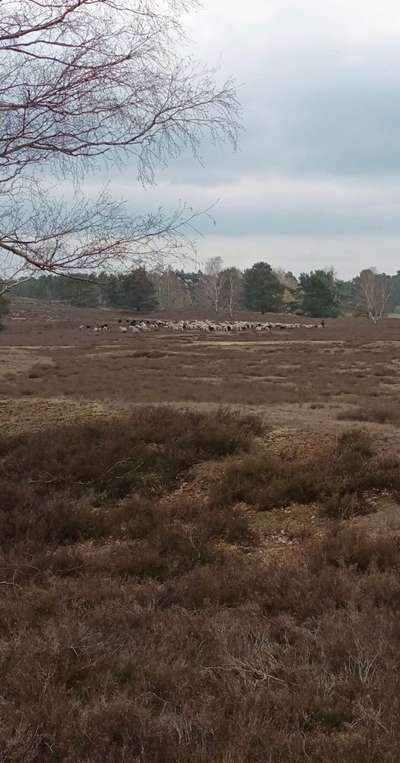 Wolfsbegegnung-Beitrag-Bild