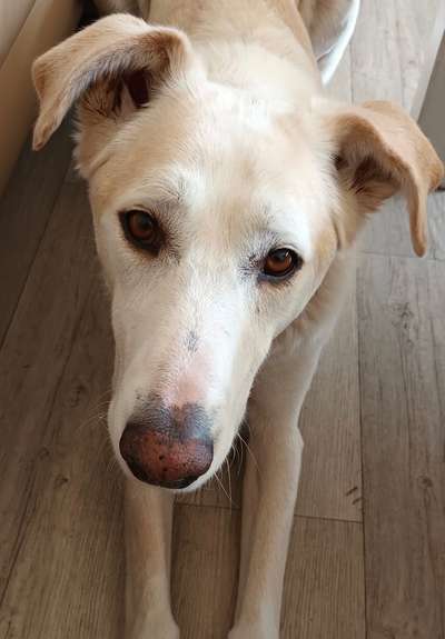 Hund aus dem Spanischen Tierschutz-Beitrag-Bild