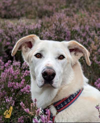 Hunde Porträt (Portrait) Galerie....-Beitrag-Bild