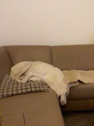 Ungewöhnliche Schlafposition - wie schlafen eure Hunde?-Beitrag-Bild