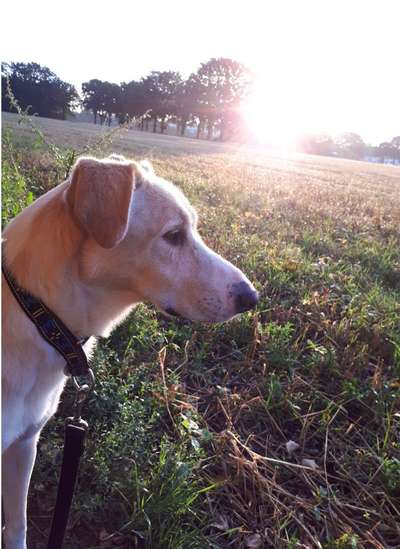 Welpenfotos-Beitrag-Bild