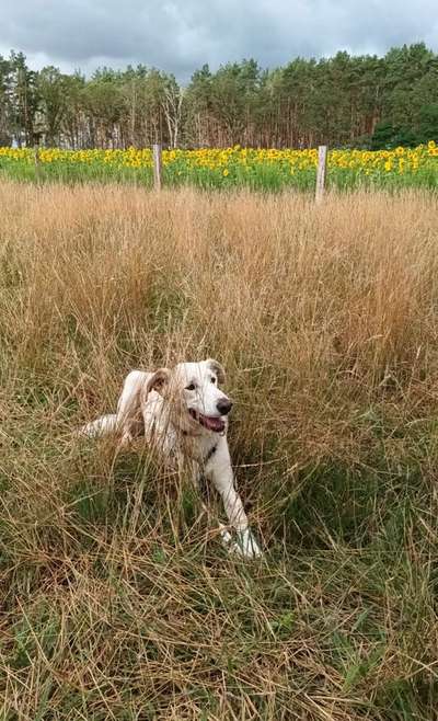 Fotosammlung: ,,Der natürliche Hund" Unbearbeitet, ungestellt und in Natura-Beitrag-Bild