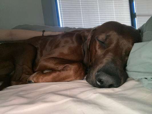 Rhodesian Ridgeback-Beitrag-Bild