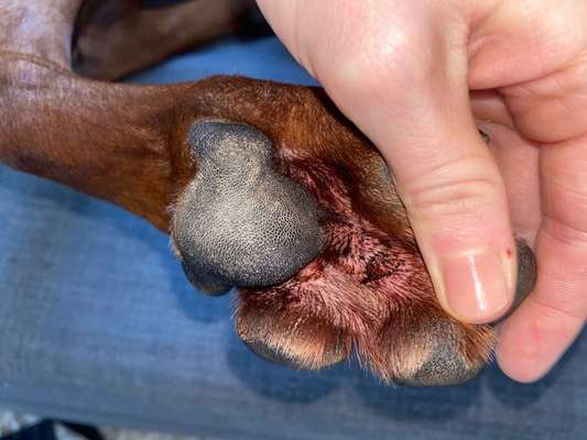 Rhodesian Ridgeback-Beitrag-Bild