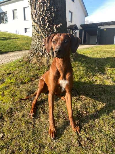 Rhodesian Ridgeback-Beitrag-Bild