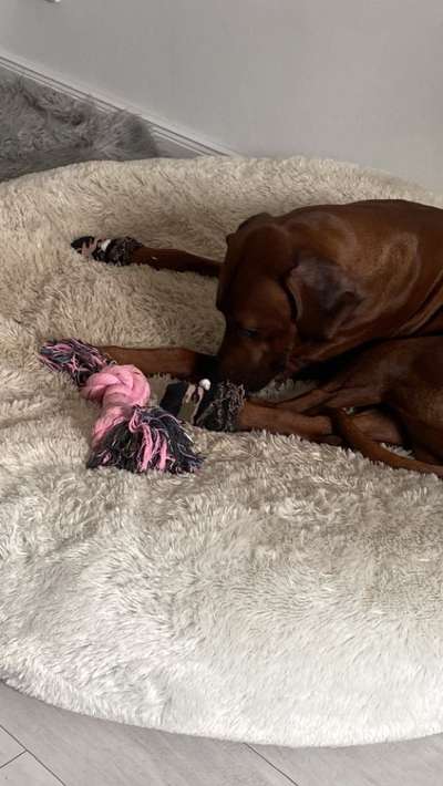 Rhodesian Ridgeback-Beitrag-Bild