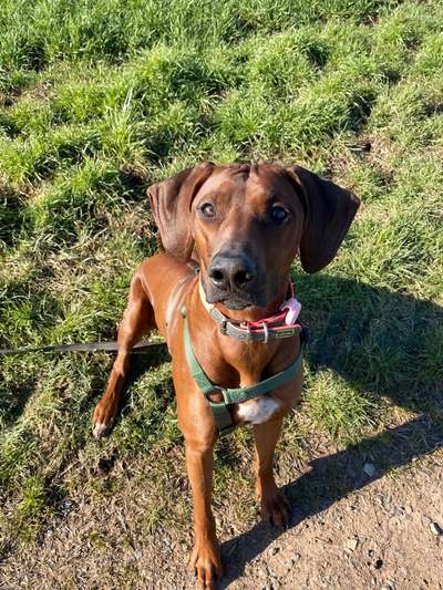 Rhodesian Ridgeback-Beitrag-Bild