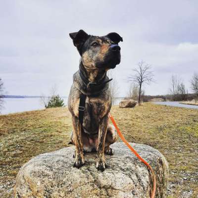 Dogorama Photo Challenge - Steine/Felsen-Beitrag-Bild