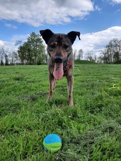 Tongue Out Tuesday-Beitrag-Bild