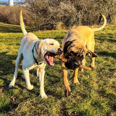 Hundetreffen-Spielerunde Löwygrube 🤪-Bild