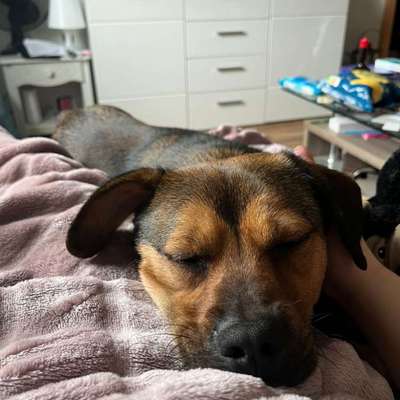 Hundetreffen-Gassi Runde in Winzerla-Bild