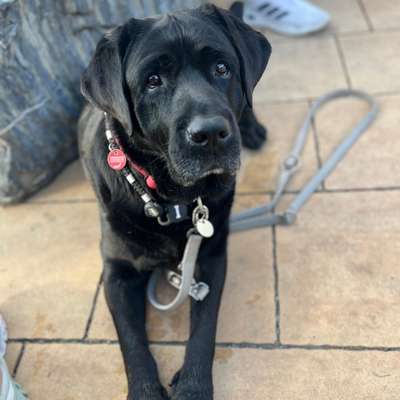 Hundetreffen-Suche Hundefreund/-in-Bild