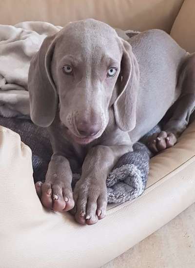 Weimaraner-Beitrag-Bild