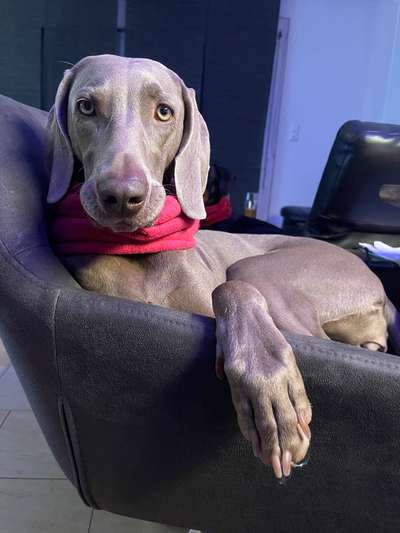 Weimaraner-Beitrag-Bild
