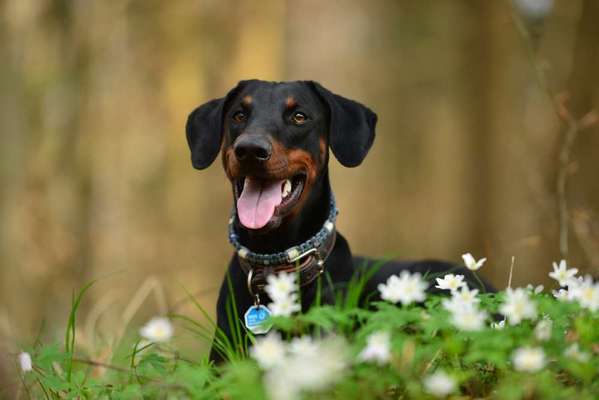 Dobermann Austausch-Beitrag-Bild