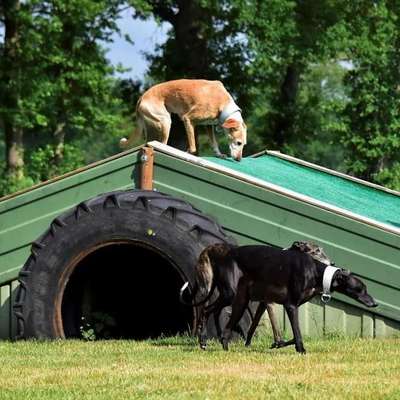 Hundeauslaufgebiet-Hundewiese Sirius-Bild