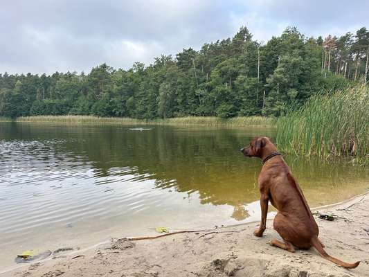 Suchmeldung-Leo-Bild