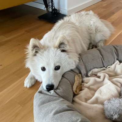 Hundetreffen-Junghunde spielen-Bild