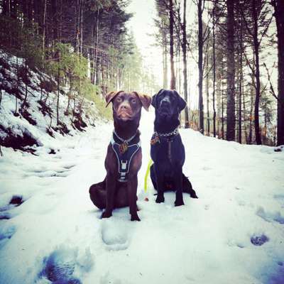 Labradorfans-Beitrag-Bild