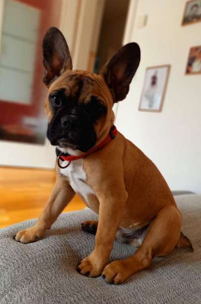 Französische Bulldoggen-Beitrag-Bild