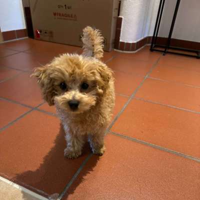 Hundetreffen-Gassi / Spieletreff-Bild