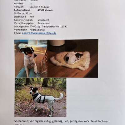 Tierschutzhunde suchen ein Zuhause-Beitrag-Bild