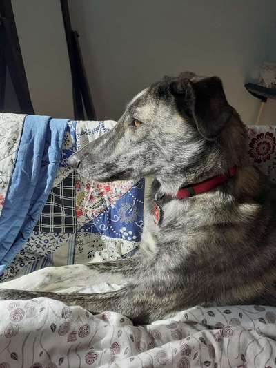 Windhunde - Treffen der besonderen Schönheiten
HERZLICH WILLKOMMEN-Beitrag-Bild