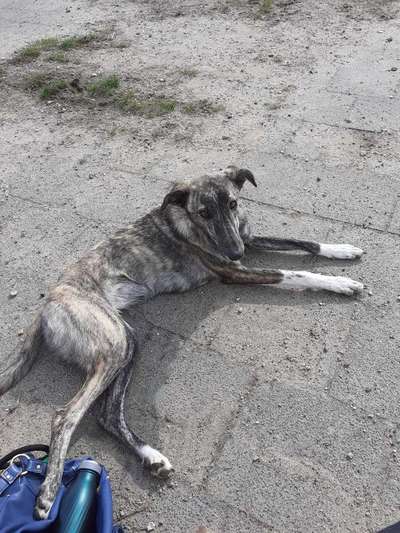 Windhunde - Treffen der besonderen Schönheiten
HERZLICH WILLKOMMEN-Beitrag-Bild