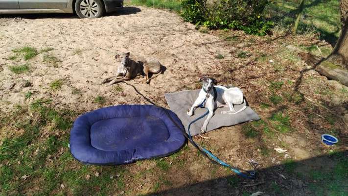 Windhunde - Treffen der besonderen Schönheiten
HERZLICH WILLKOMMEN-Beitrag-Bild