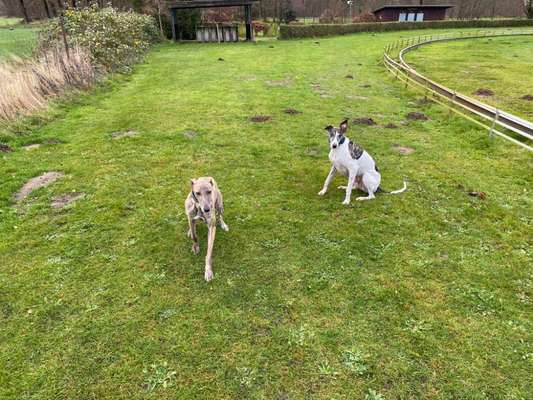 Mehrere Hunde zuhause !-Beitrag-Bild