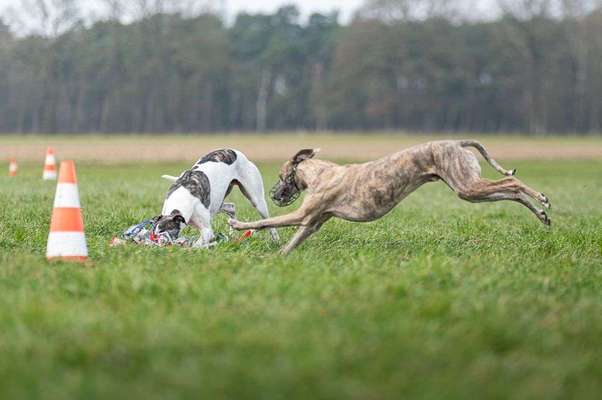 Windhunde - Treffen der besonderen Schönheiten
HERZLICH WILLKOMMEN-Beitrag-Bild