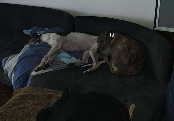 Windhunde - Treffen der besonderen Schönheiten
HERZLICH WILLKOMMEN-Beitrag-Bild