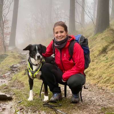 Hundetreffen-Gemeinsame Gassi-und Spielrunden-Bild