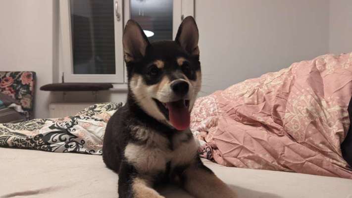 Hundetreffen-Gemeinsames Gassi gehen rund in und um Schkeuditz-Bild