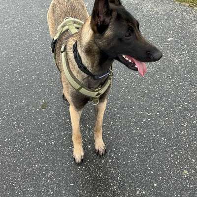 Hundetreffen-Hundekontakte trainieren-Bild