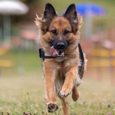 Hundetreffen-Spieltreffen im Elztal 🙈