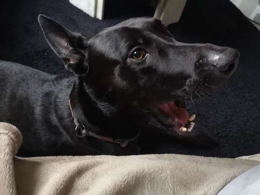 Schäferhund-Beitrag-Bild