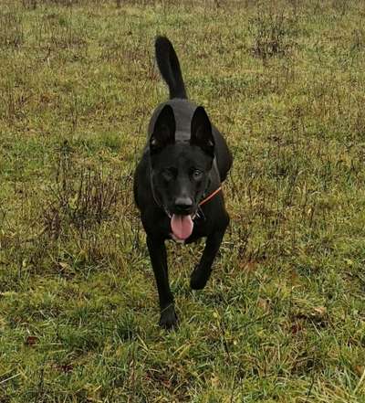 Malinois-Beitrag-Bild