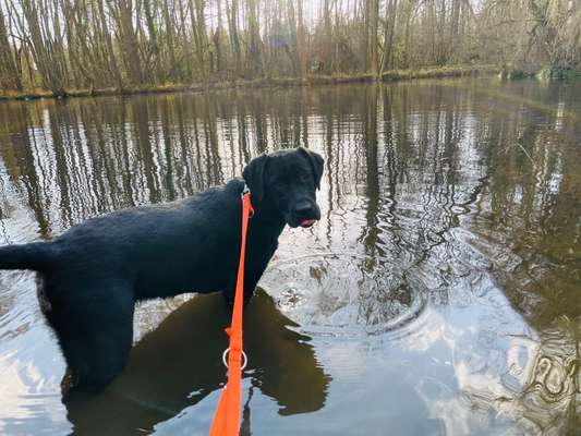 Hundetreffen-Spielen und toben-Bild