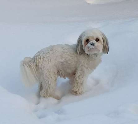 Dogorama Photo Challenge - Es wird nochmal kalt!-Beitrag-Bild