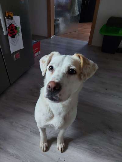 Auslandstierschutz-Beitrag-Bild