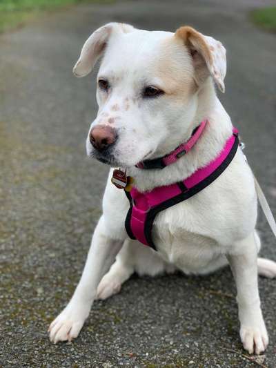 Mischlingshunde Foto Aufruf-Beitrag-Bild