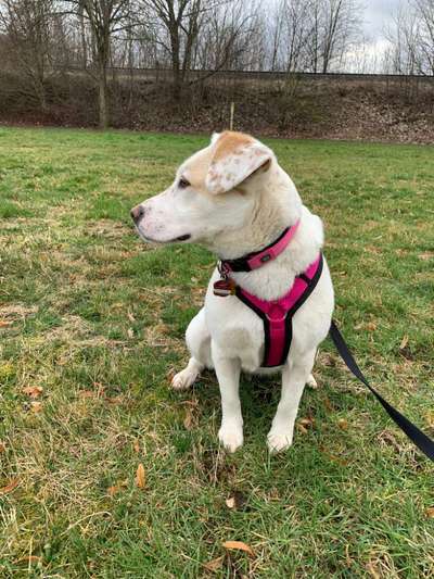 Auslandstierschutz-Beitrag-Bild