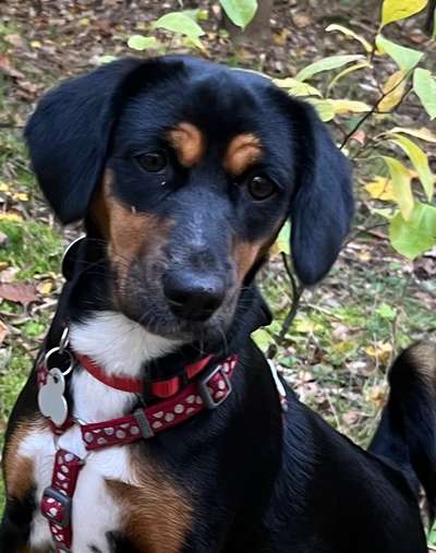 Unsere Fellnasen-Vielfalt im Überblick!-Beitrag-Bild