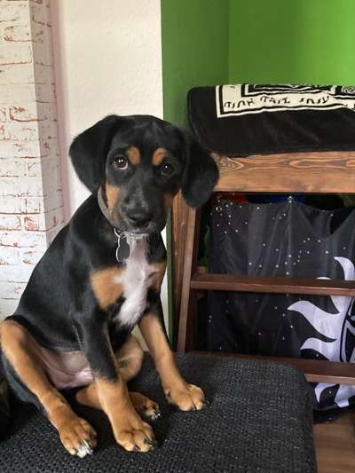 Dogorama Photo Challenge - Der Frühling kommt-Beitrag-Bild