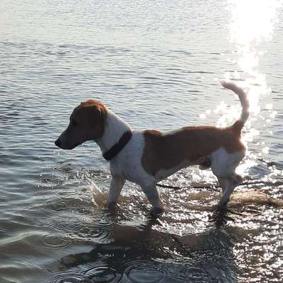 Hundetreffen-Gassigehen und toben am Hooksieler Strand-Bild