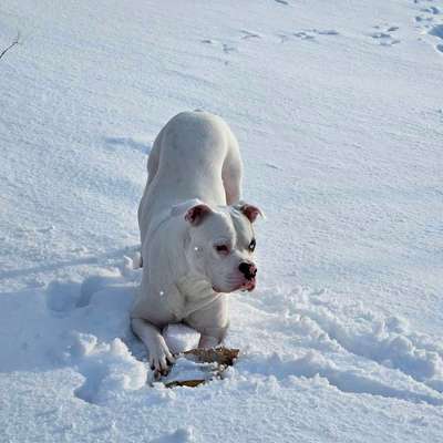 Hundetreffen-Kumpels finden-Bild