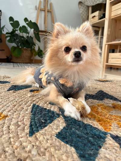 Hundetreffen-Spaziergang für kleine Hunde-Bild